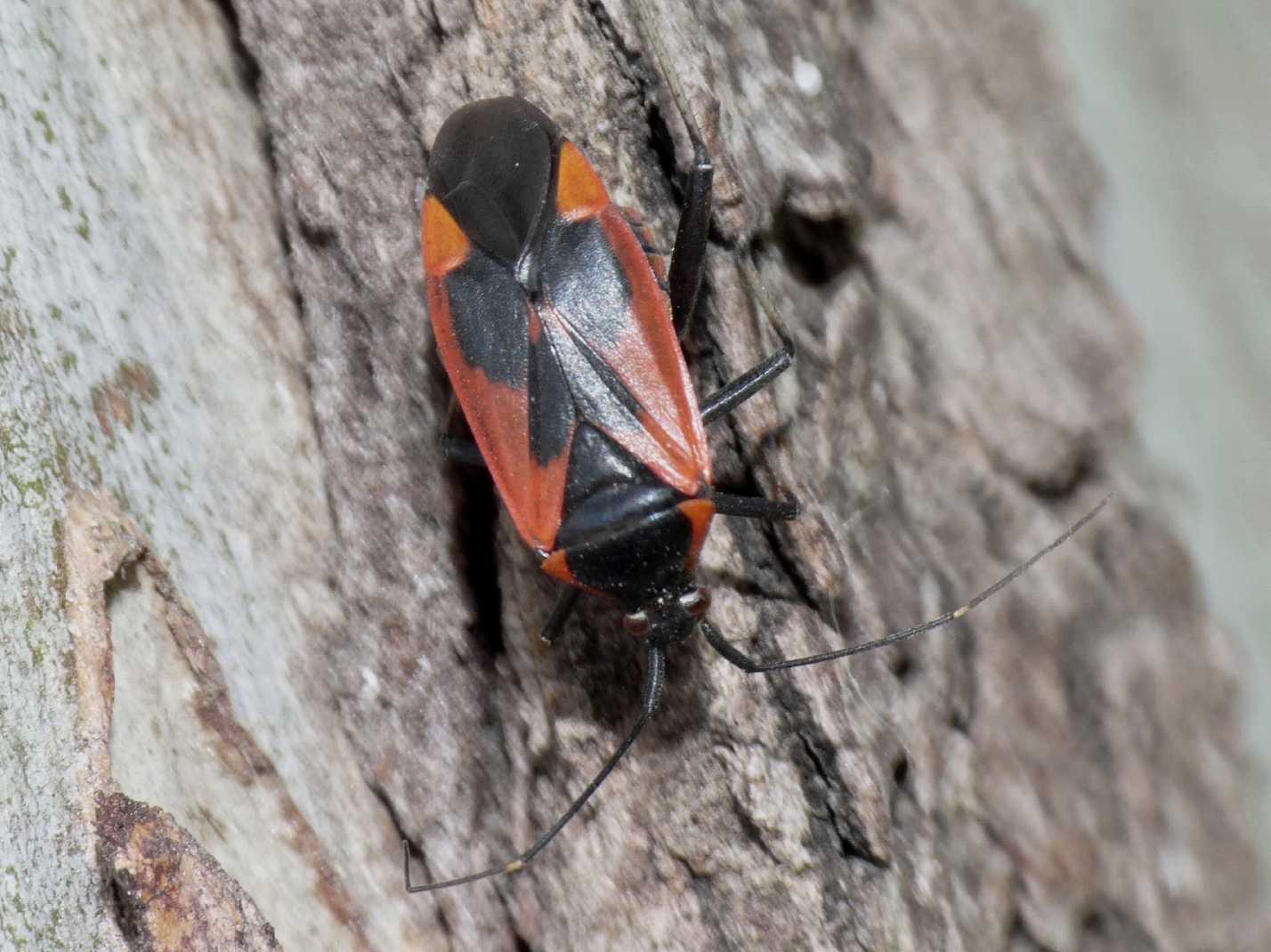 Miridae rosso e nero: Calocoris nemoralis f.confluens